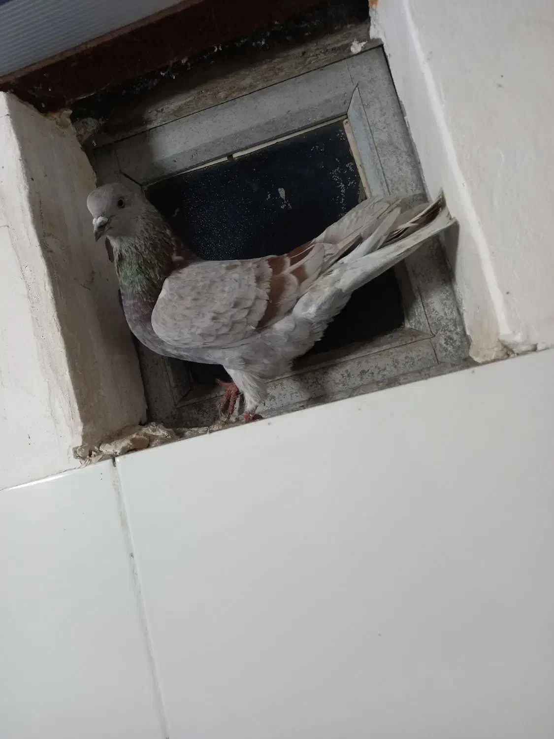 فروشی|پرنده|شوط, |دیوار