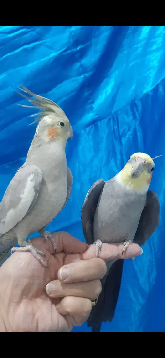 عروس هلندی مولد زیبا و سالم|پرنده|ری, دیلمان|دیوار