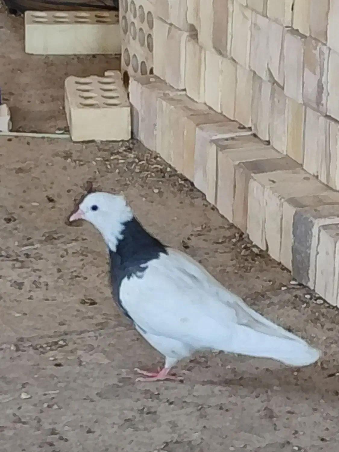 کبوتر|پرنده|لالی, |دیوار