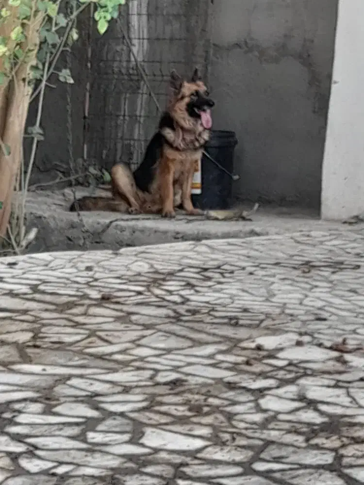 ماده سگ ژرمن|سگ|ارزوئیه, |دیوار