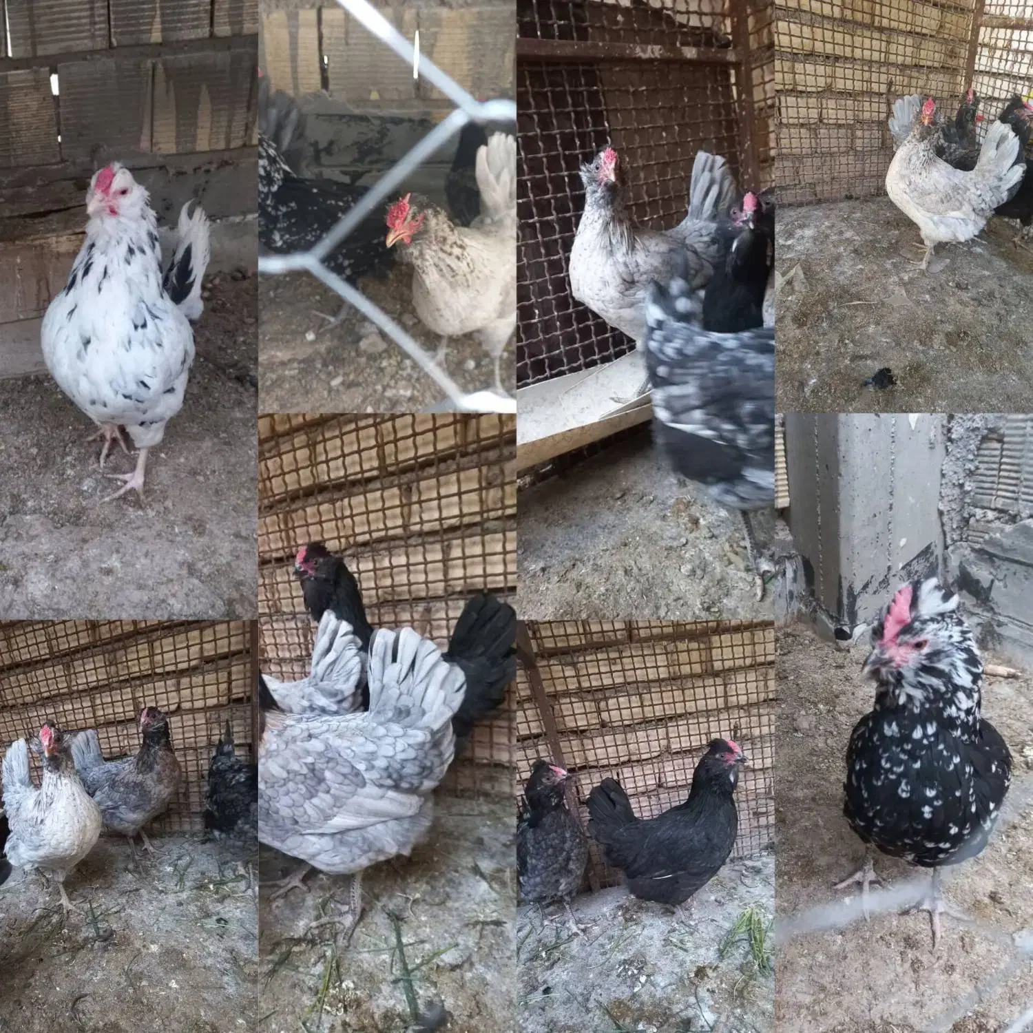 تخم مرغ نطفه دار گلین لری|حیوانات مزرعه|قهدریجان, |دیوار