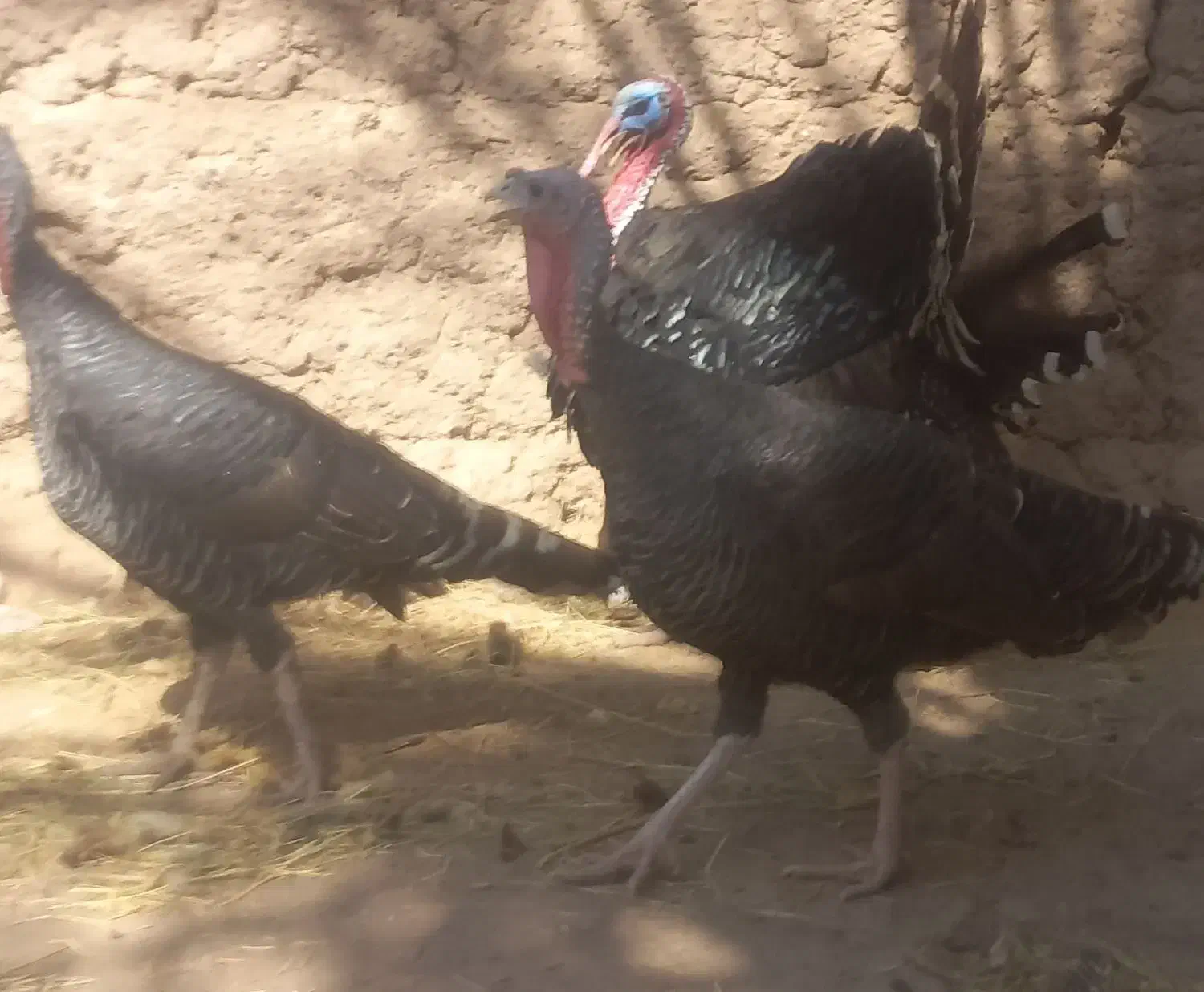 بوقلمون|حیوانات مزرعه|بم, |دیوار