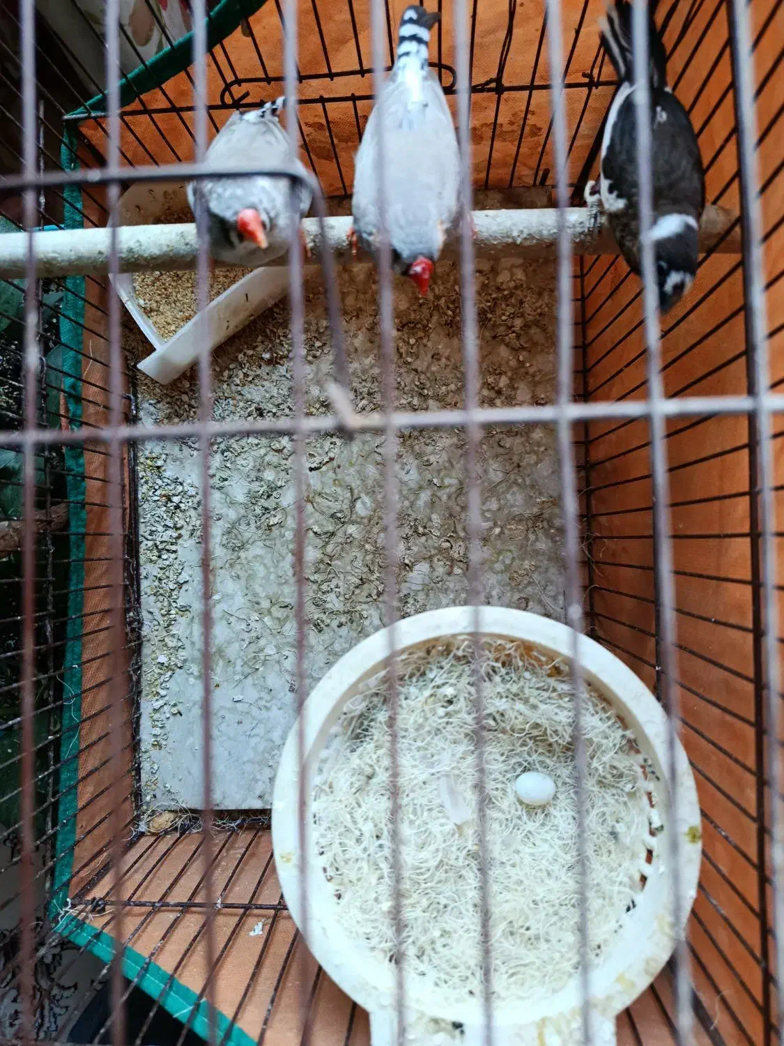 فنچ|پرنده|پاکدشت, پاکدشت (مامازند)|دیوار