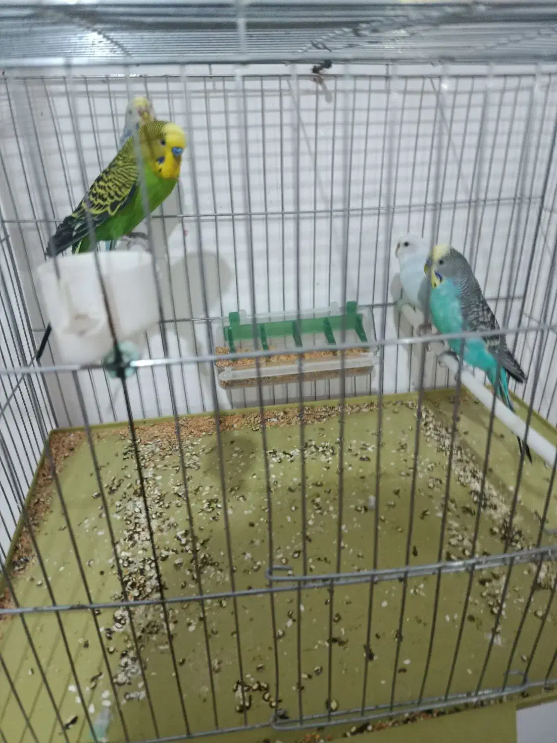 مرغ عشق و عروس هلندی|پرنده|آباده, |دیوار