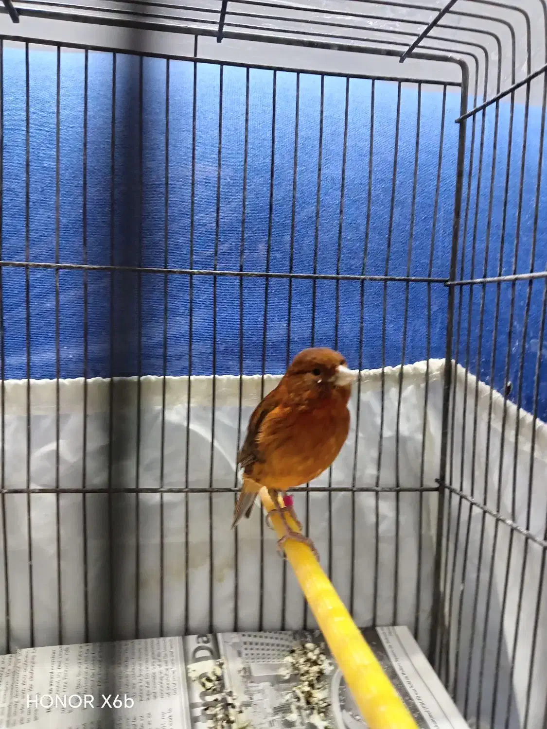 قناری ماده سرخ سوخته|پرنده|تهران, شکوفه|دیوار