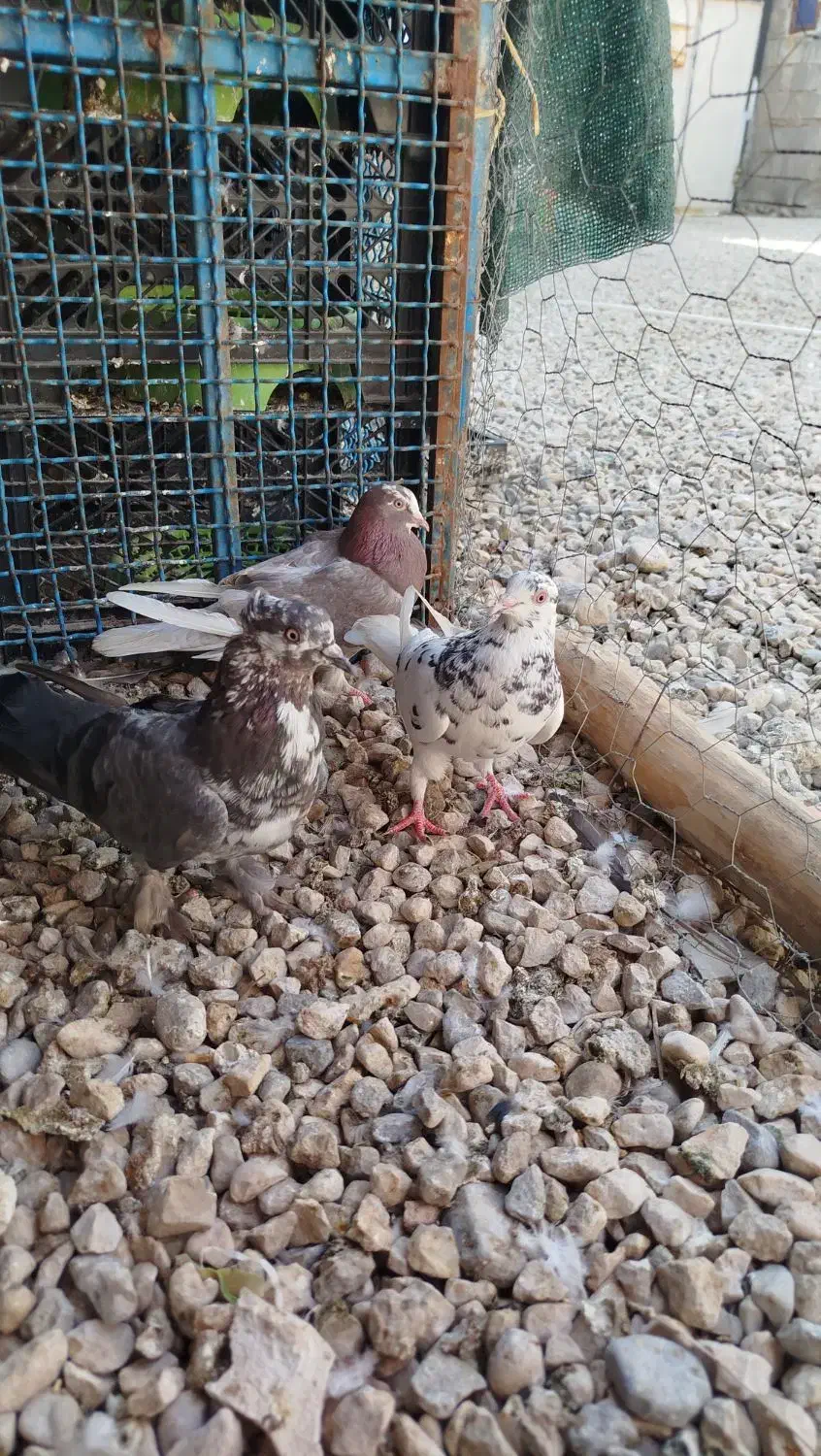 کبوتر پرشی|پرنده|خورموج, |دیوار