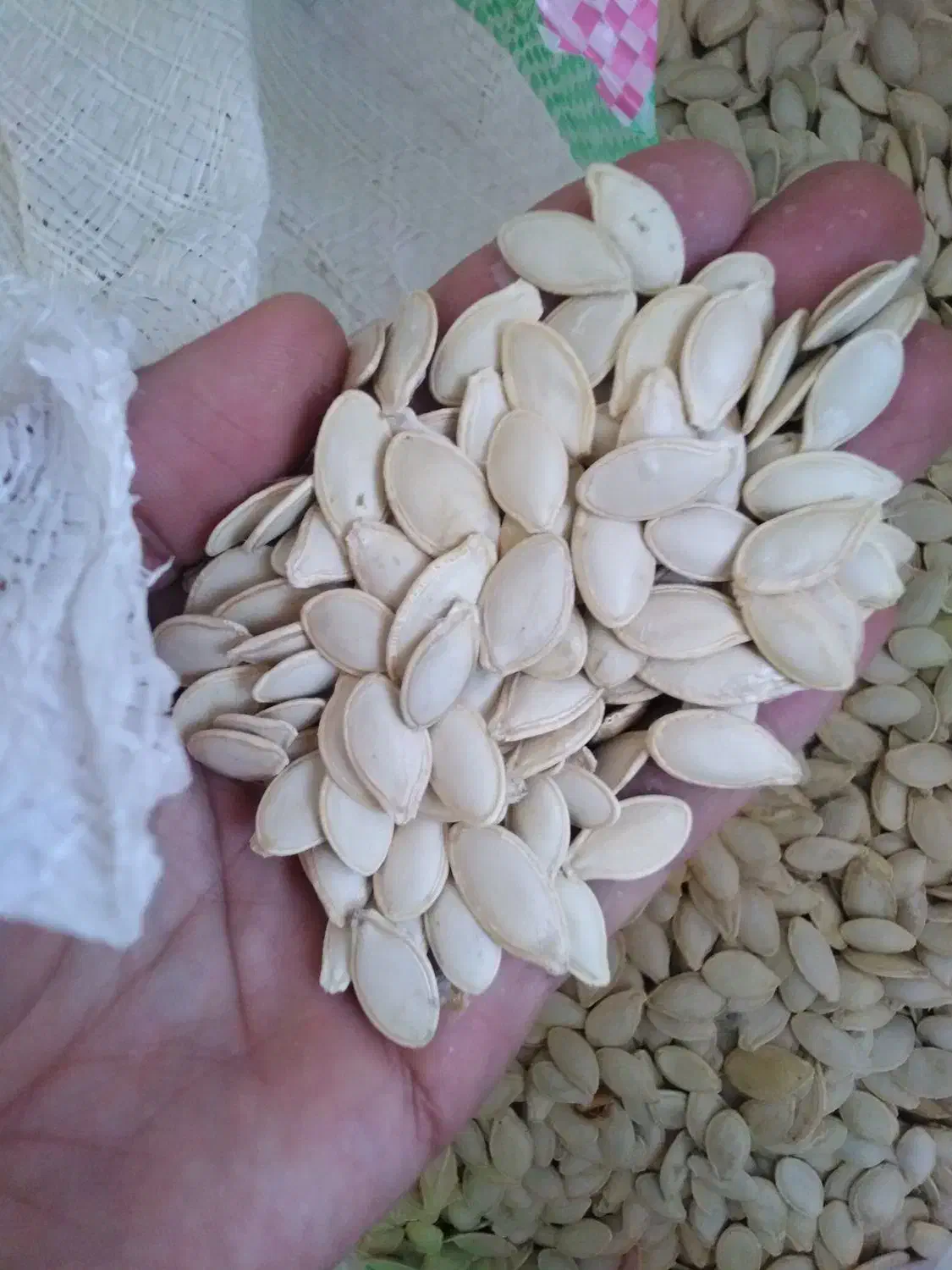 تخمه کدو آجیلی|خوردنی و آشامیدنی|سیلوانه, |دیوار