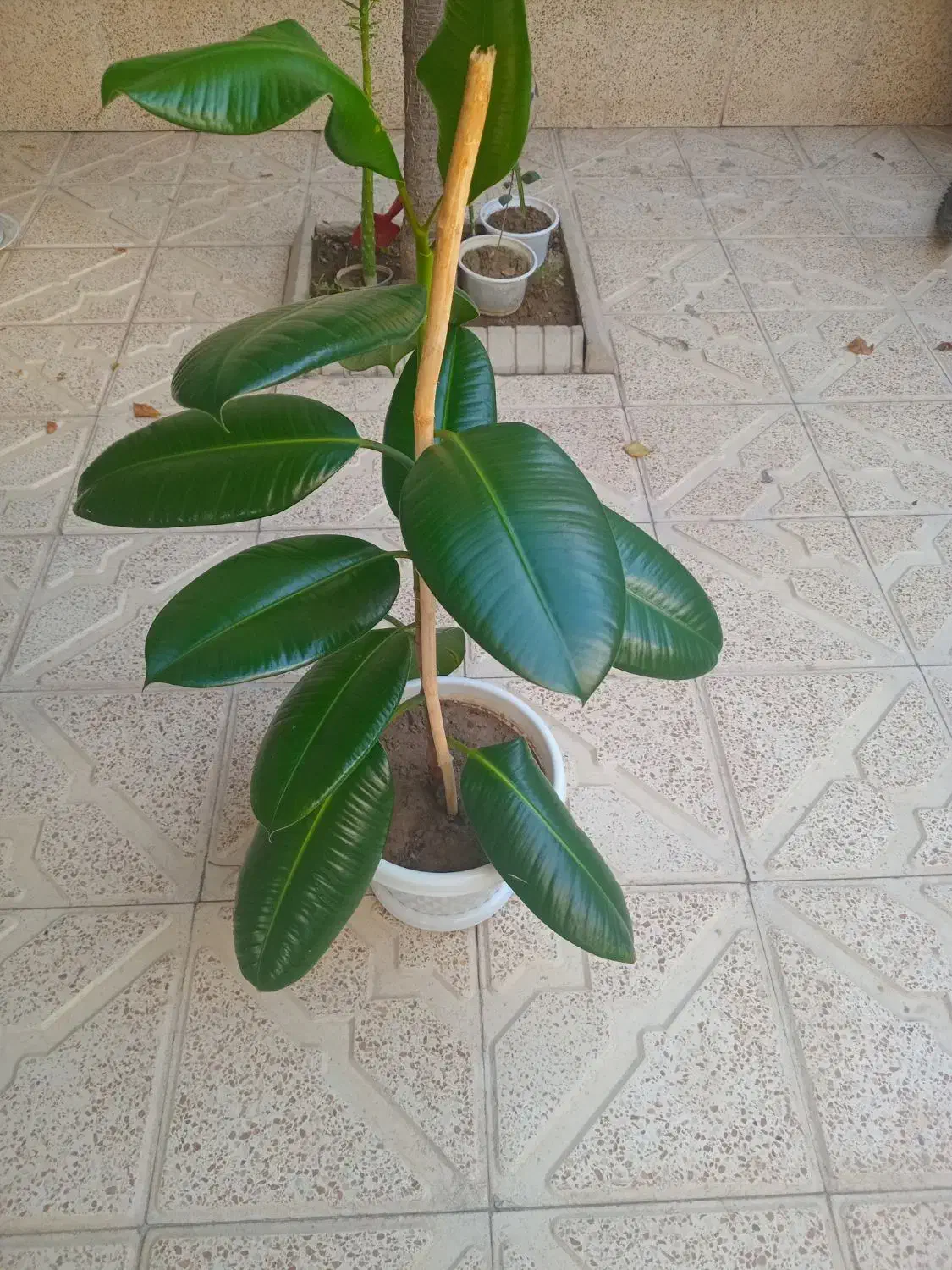 گل فیکوس فروشی|گل و گیاه طبیعی|سلماس, |دیوار