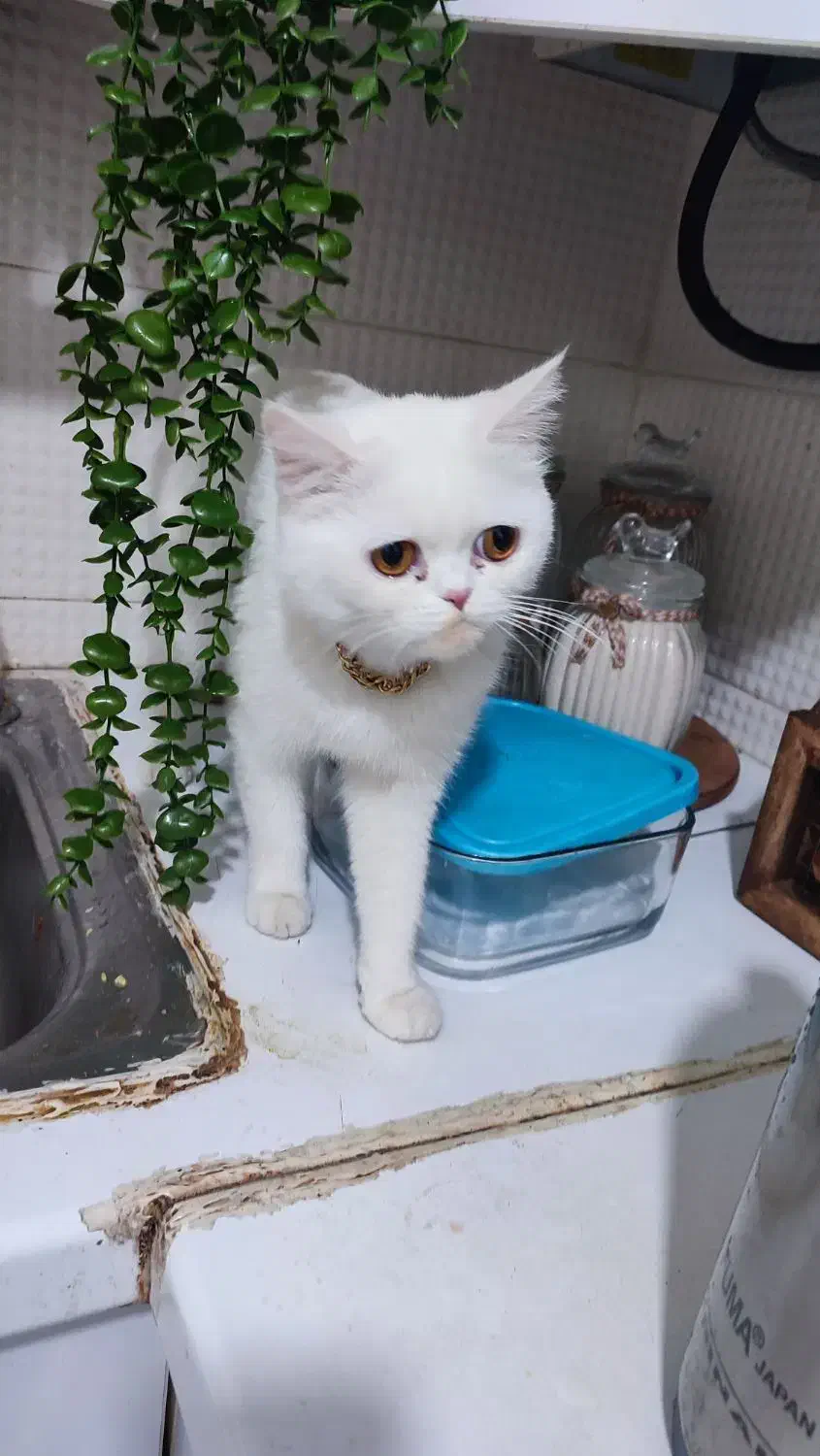 گربه|گربه|اهواز, سیصد دستگاه|دیوار