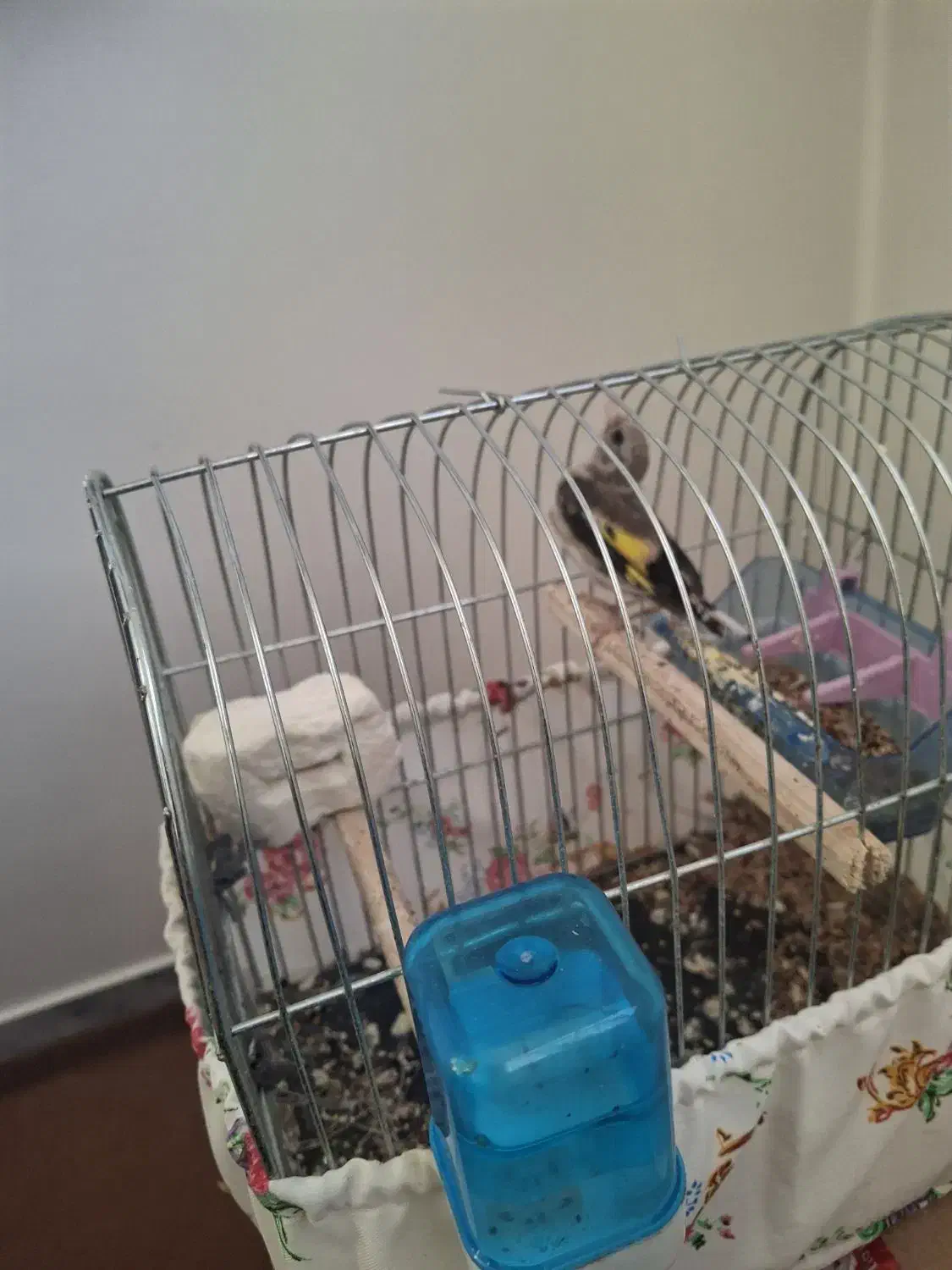 جوجه سهره|پرنده|فرخ‌شهر, |دیوار