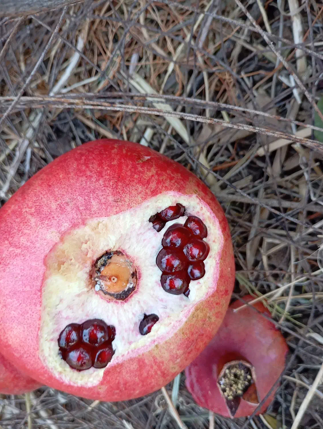 فروش انار|عمدهفروشی|بختگان, |دیوار