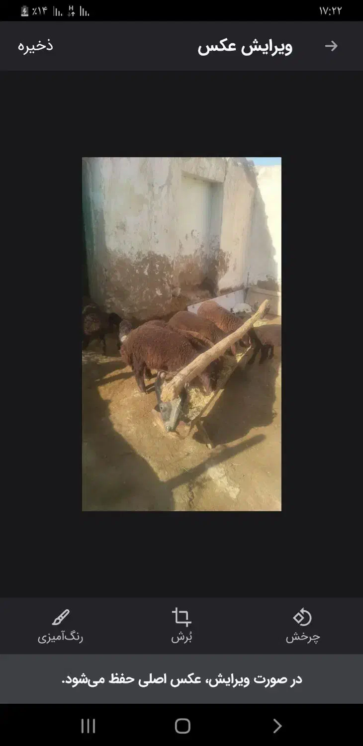 بره پای پروار وزن بین ۳۰ تا ۳۵|حیوانات مزرعه|چناران, |دیوار