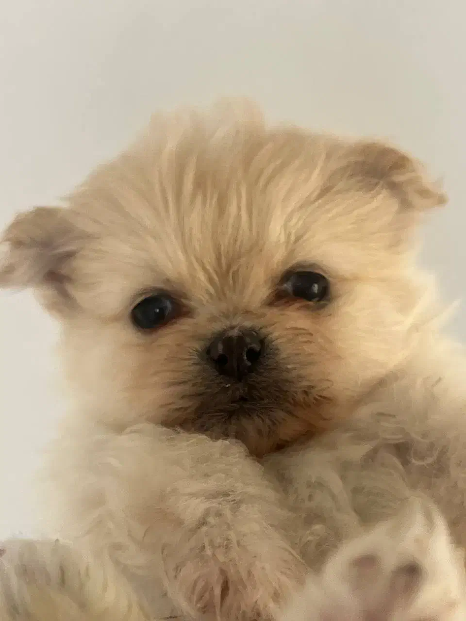 توله پامر|سگ|بانه, |دیوار