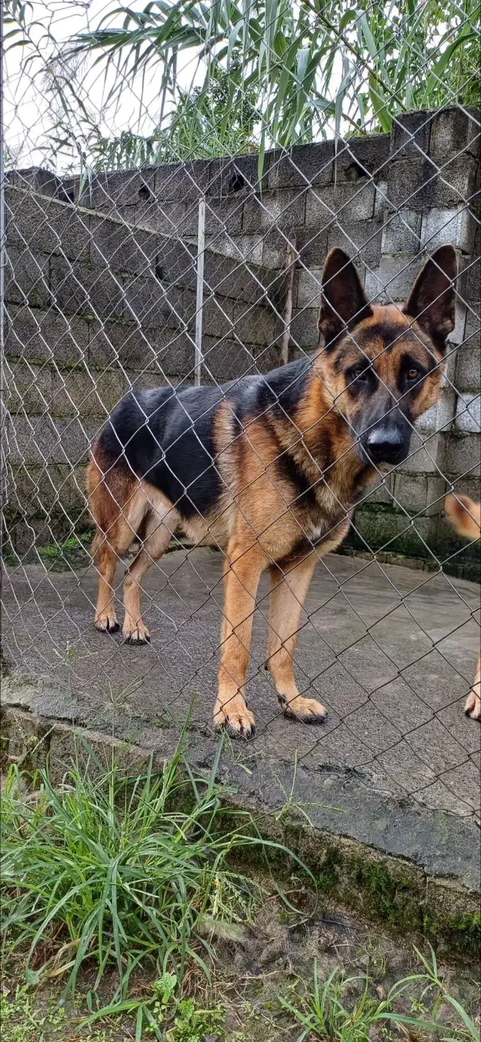 ژرمن شپرد نر|سگ|رودسر, |دیوار