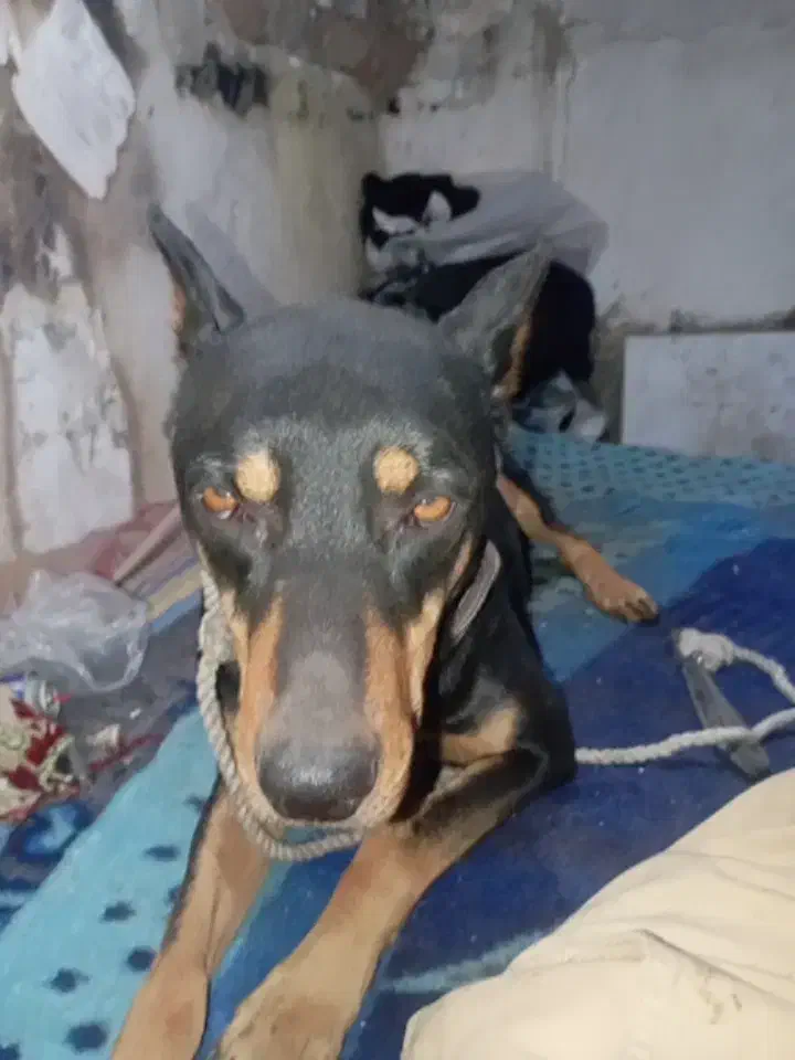 سگ رتوایلر .دوبرمن.پیتپول|سگ|هشتگرد, شهرک وحدت|دیوار