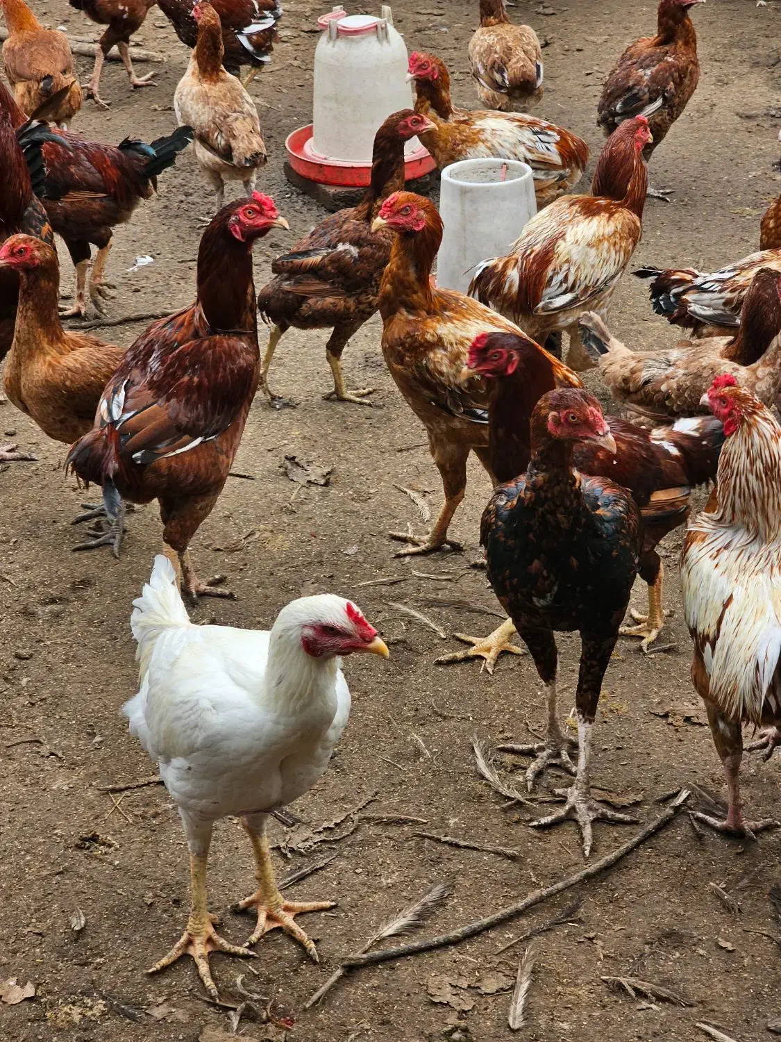 خروس دورگه لاری برای مولد جوجه کشی|حیوانات مزرعه|هادی شهر, |دیوار