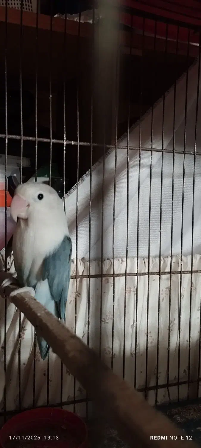 کوتوله مولد|پرنده|قم, کلهری|دیوار