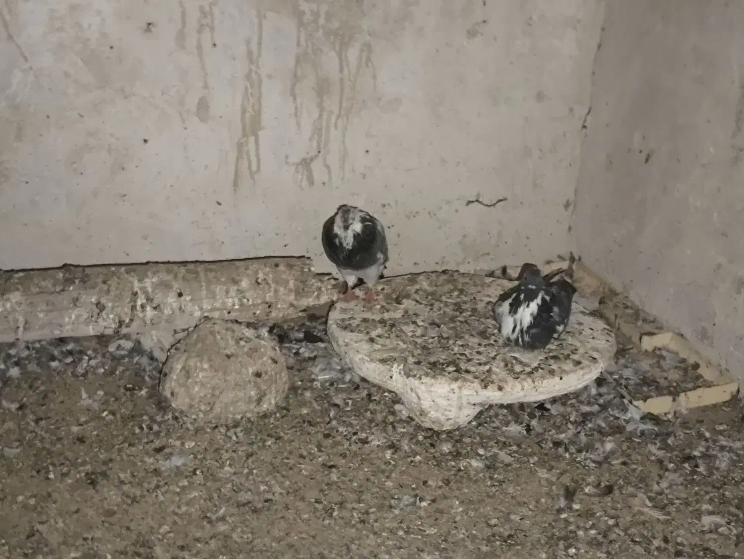 فروش ۲۰ عدد کبوتر خوب جفت ۴۰۰ تومان|پرنده|کاکی, |دیوار