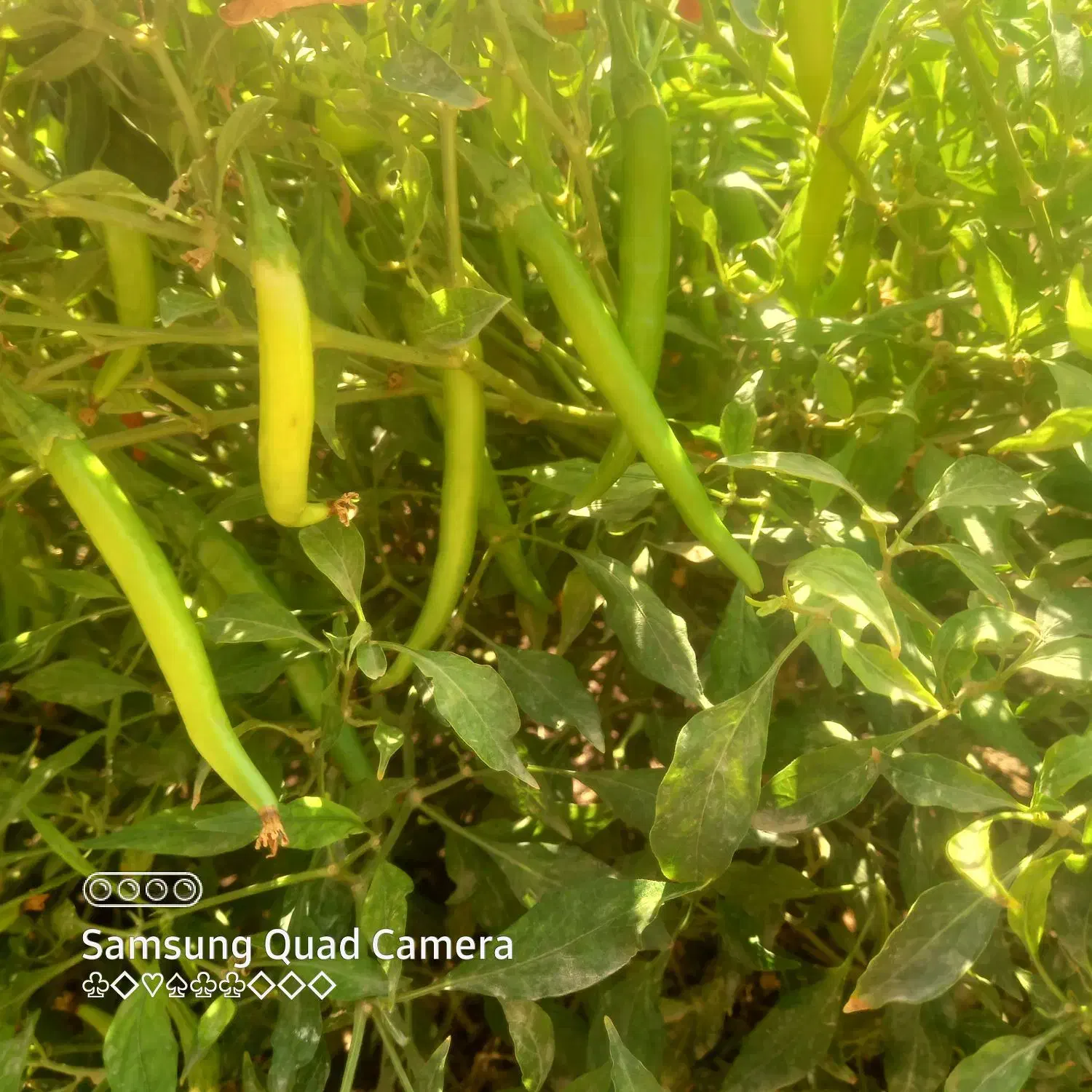 فلفل|خوردنی و آشامیدنی|گتوند, |دیوار