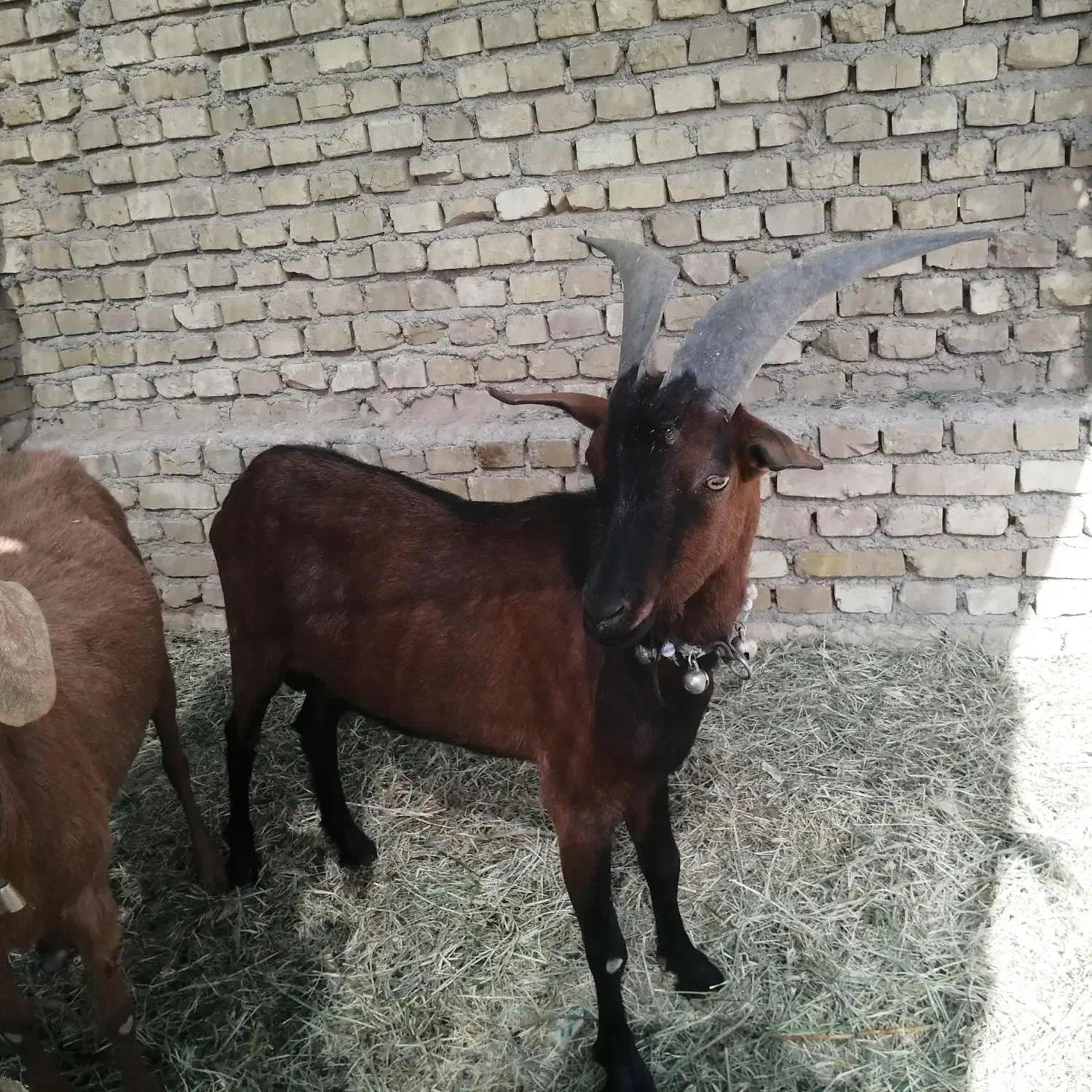 کره نر آلپاین|حیوانات مزرعه|میبد, |دیوار