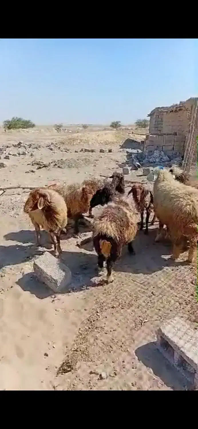 گوسفند|حیوانات مزرعه|هندیجان, |دیوار