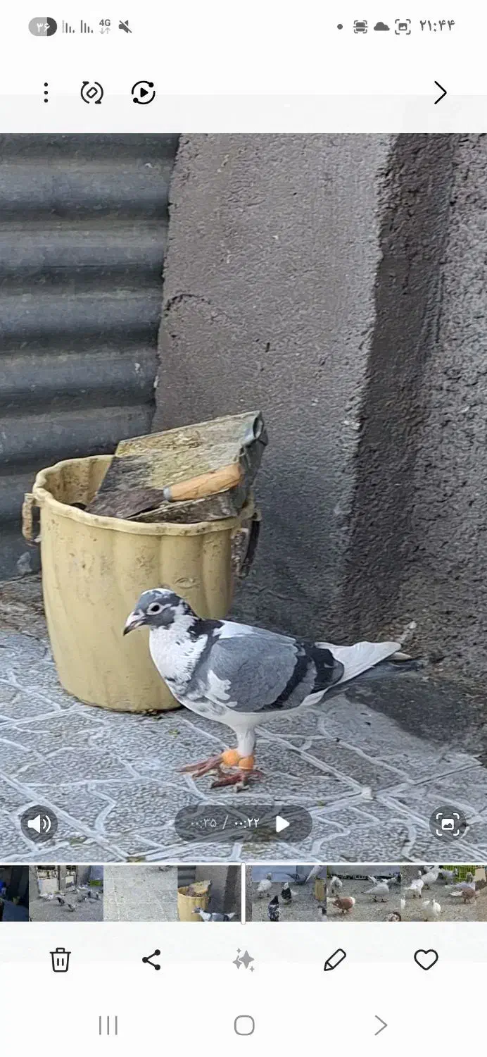 گمشده کبوتر|حیوانات|چناران, |دیوار