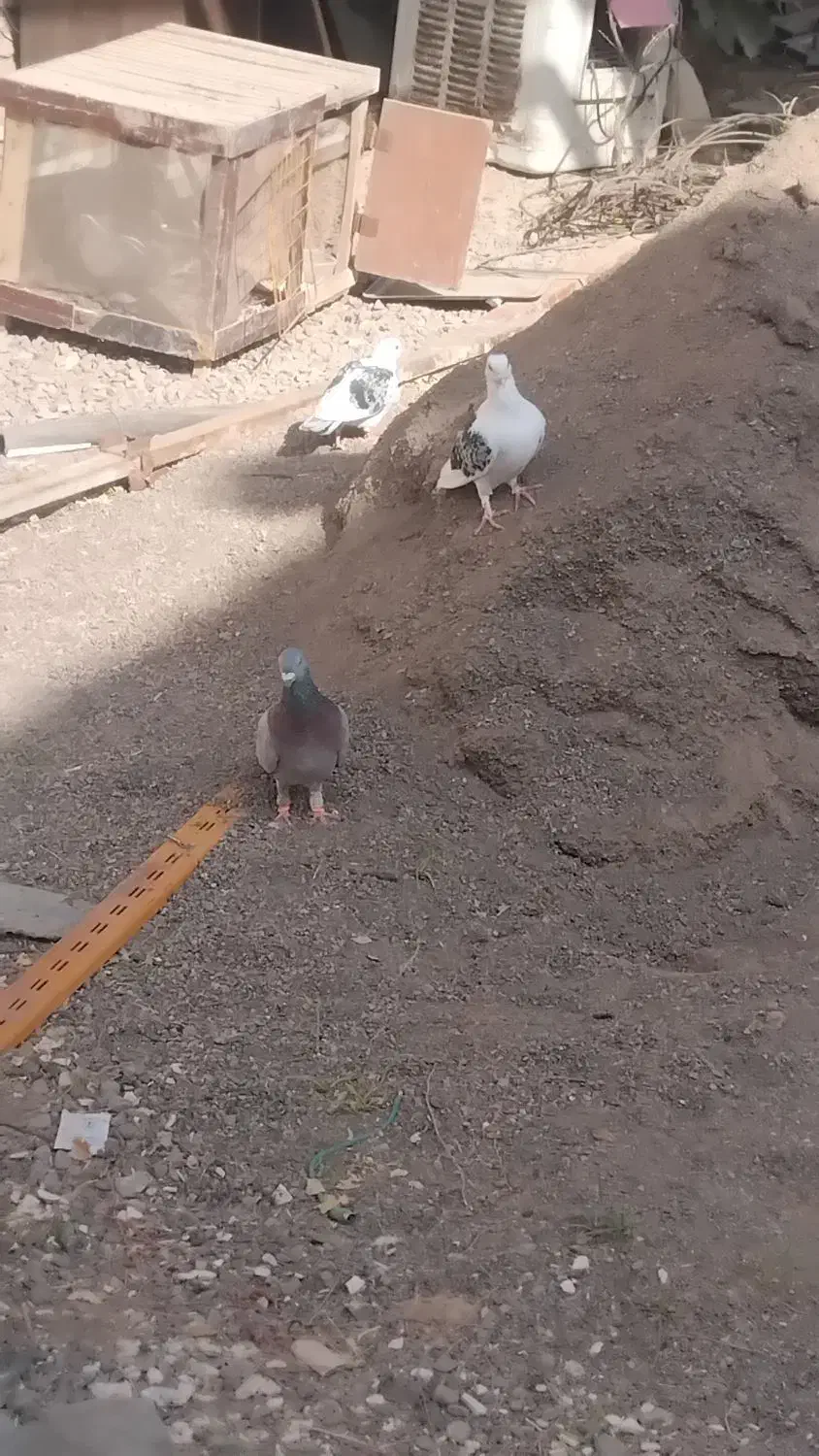 کفتر پستی|پرنده|رضویه, |دیوار