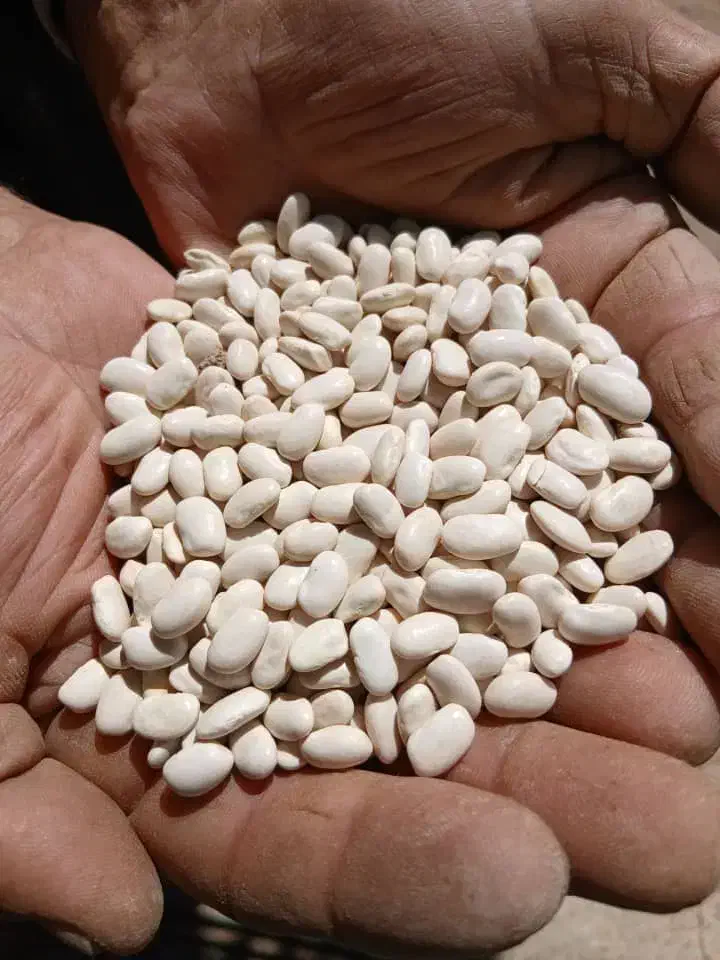 لوبیاسفید|خوردنی و آشامیدنی|بیرانوند, |دیوار