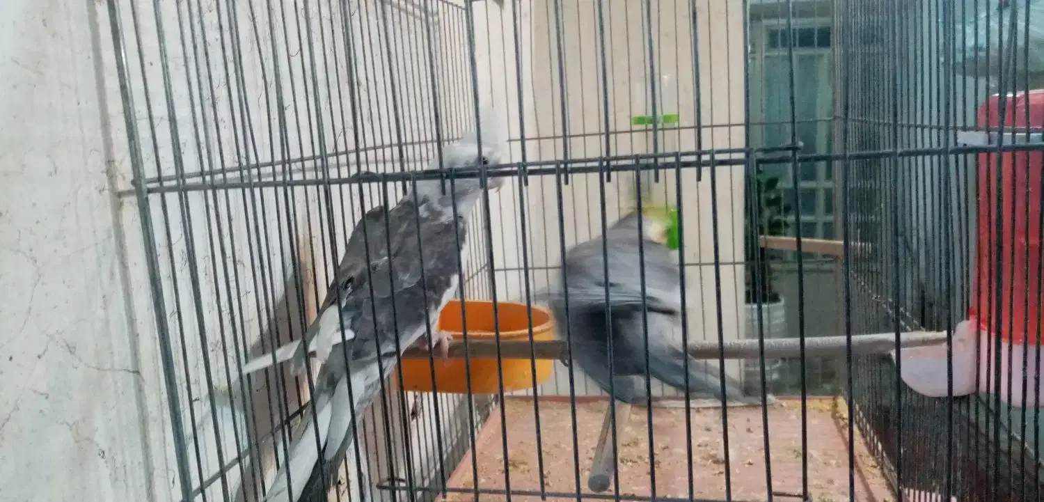 عروس هلندی نر وماده|پرنده|شیراز, گلکوب|دیوار