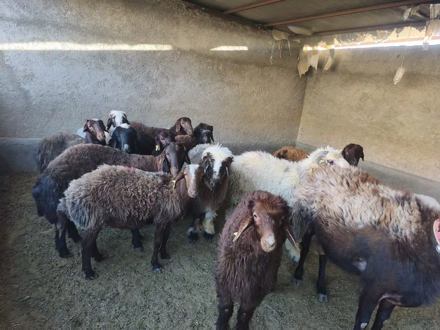 بره پرواری|حیوانات مزرعه|دهدشت, |دیوار