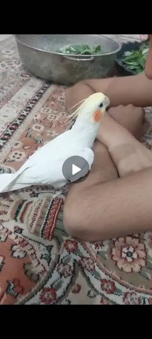 پرنده عروس هلندی گمشده|حیوانات|رامهرمز, |دیوار