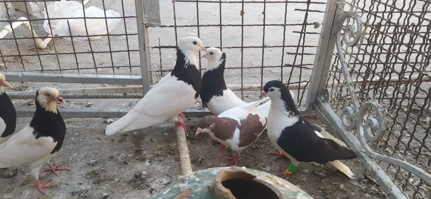 پرنده|پرنده|خرمشهر, |دیوار