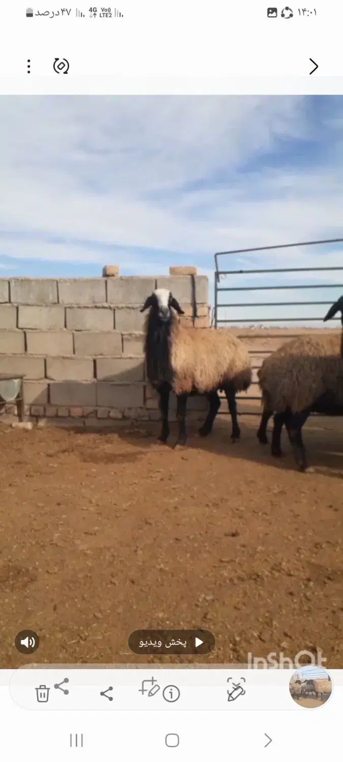 میش شال|حیوانات مزرعه|اسفرورین, |دیوار