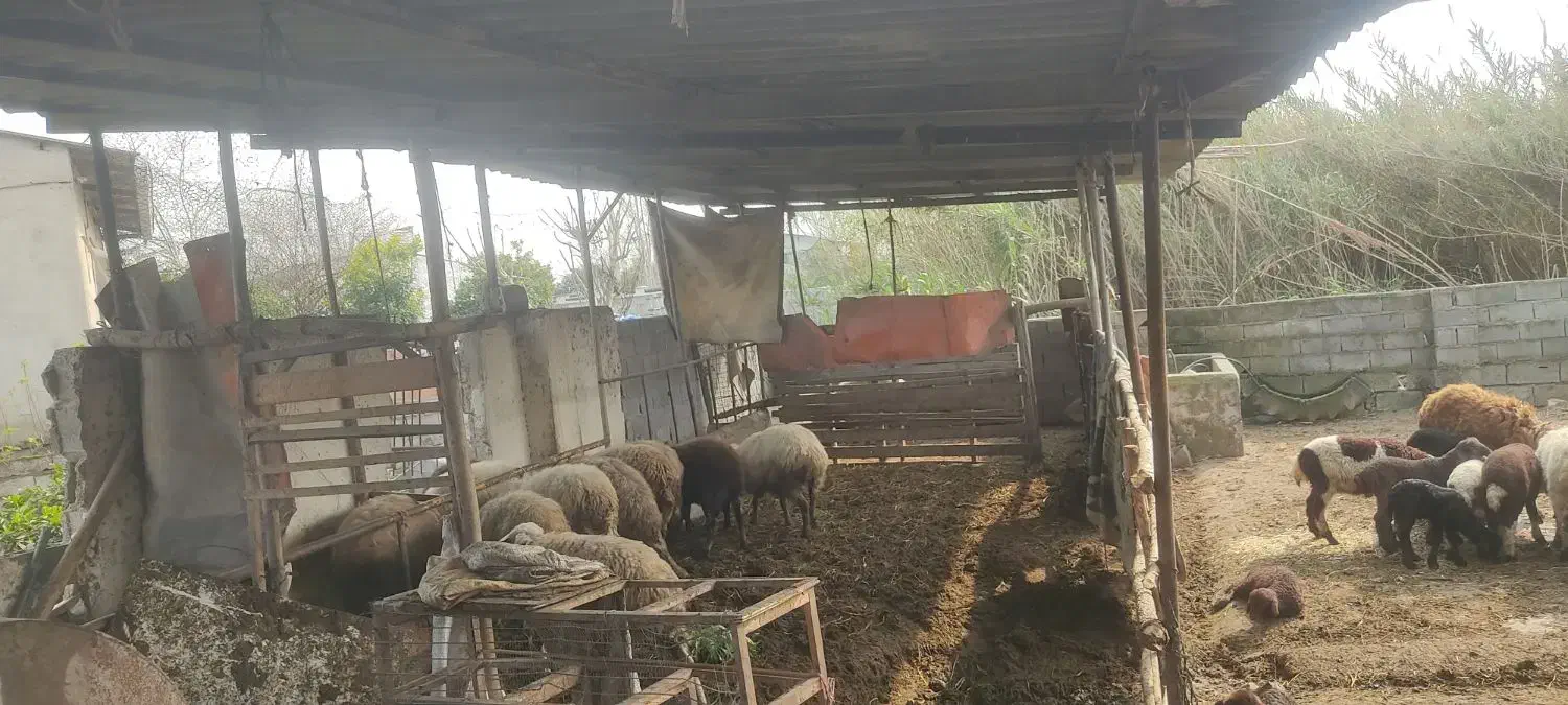 فروش گوسفند|حیوانات مزرعه|زرگرشهر, |دیوار