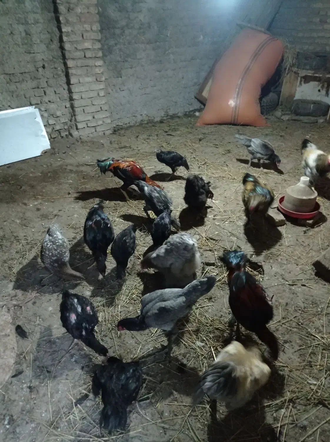 برهما اصل و لاری اصل افقان|حیوانات مزرعه|بندر ترکمن, |دیوار