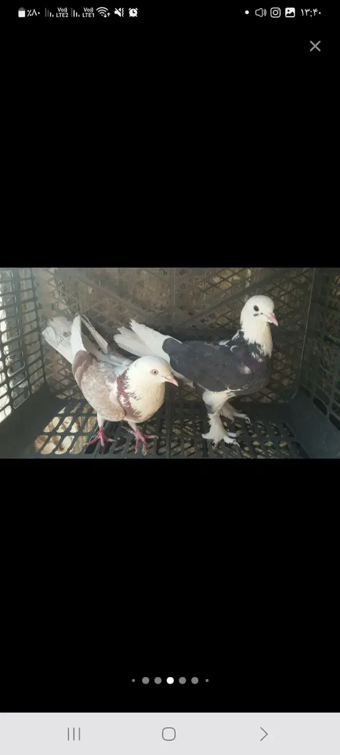 ۱۲ تا کفتر پرشی و ساعت دار|پرنده|آفتاب, |دیوار