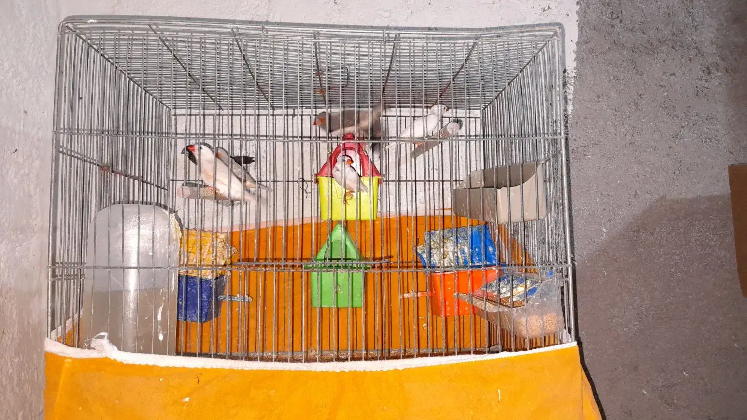 مرغ عشق مولد و فنج|پرنده|برخوار, |دیوار