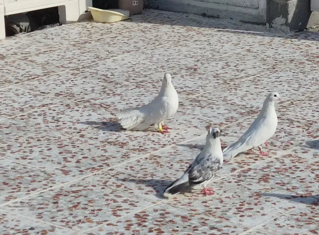 کبوتر سفید و دم چتری|پرنده|وحدتیه, |دیوار