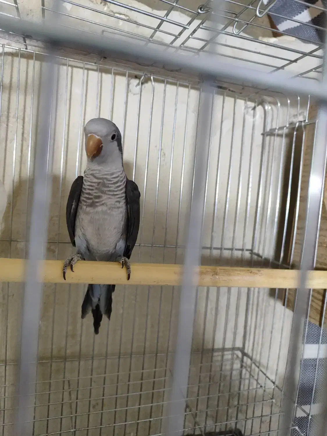 راهب بنفش ماده|پرنده|بومهن, |دیوار