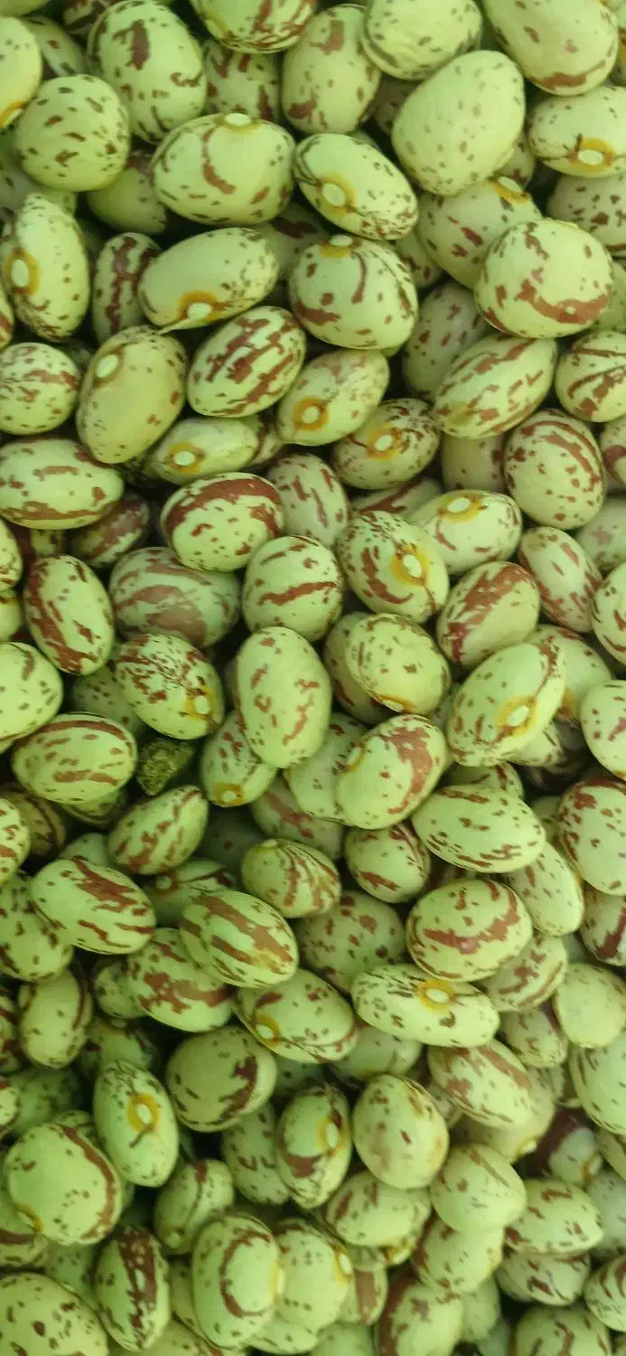 لوبیا چیتی|خوردنی و آشامیدنی|سلطانیه, |دیوار