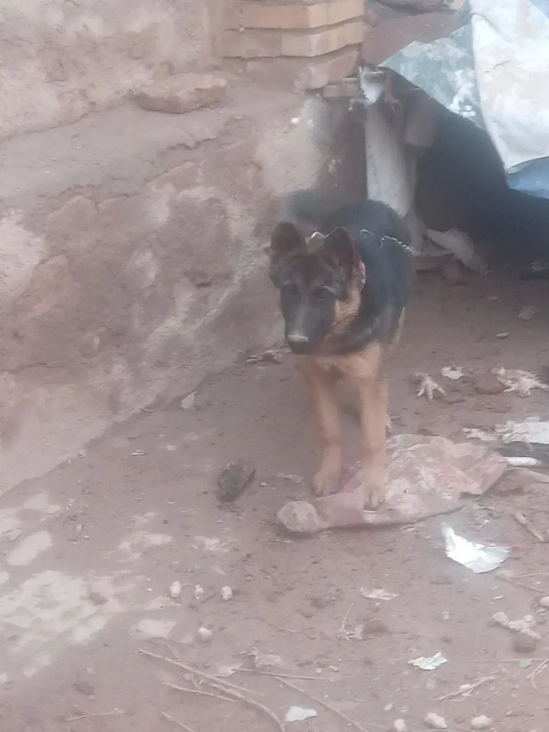 سگ ژرمن|سگ|نیشابور, رحمت آباد|دیوار