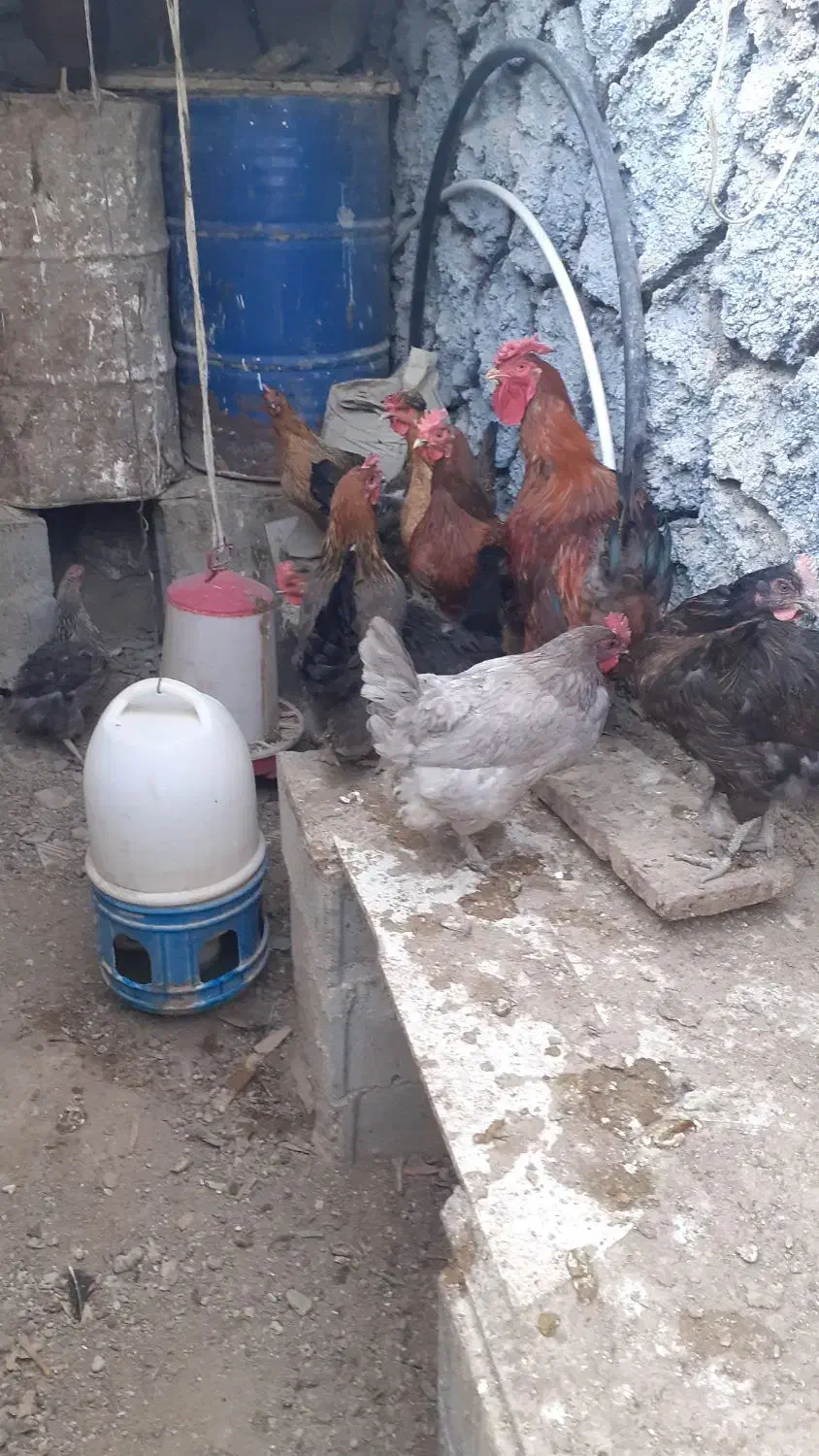 تخم مرغ ارگانیک|خوردنی و آشامیدنی|اصفهان, شاهد|دیوار