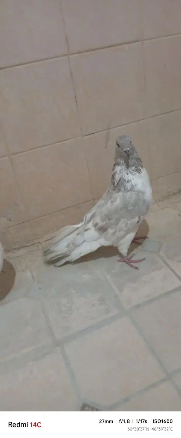 کبوتر|پرنده|شادگان, |دیوار