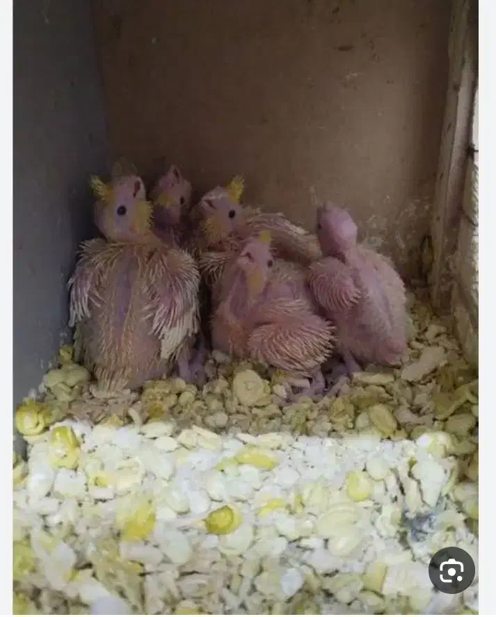 جوجه عروس هلندی سرلاکی|پرنده|ارومیه, |دیوار