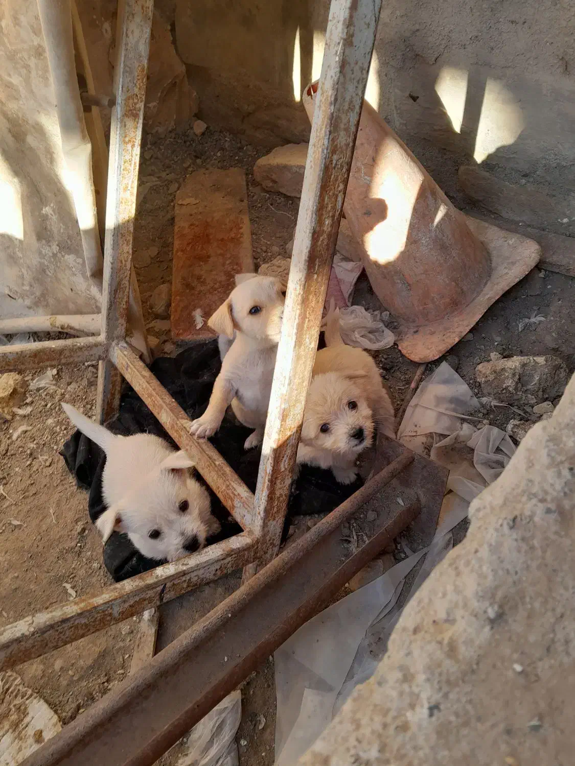 پاپی جهت واگذاری|سگ|ملکآباد, |دیوار