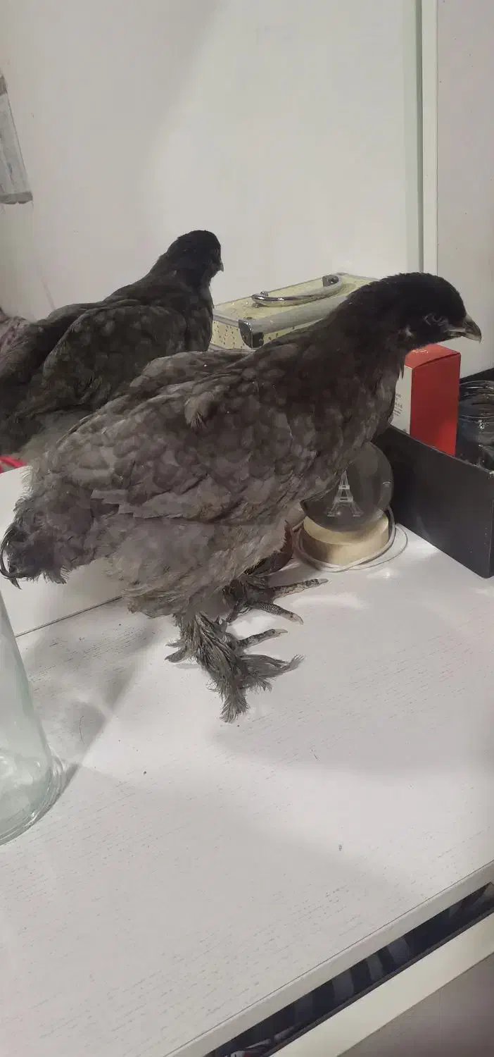 جوجه|حیوانات مزرعه|چمستان, |دیوار