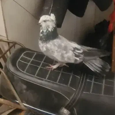 کبوتر کفتر اصفهانی|پرنده|فلاورجان, |دیوار