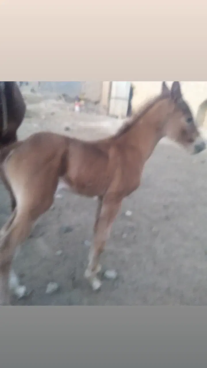 کره نریان ۶ماهه دره شوری|اسب و تجهیزات اسب‌سواری|گلپایگان, |دیوار