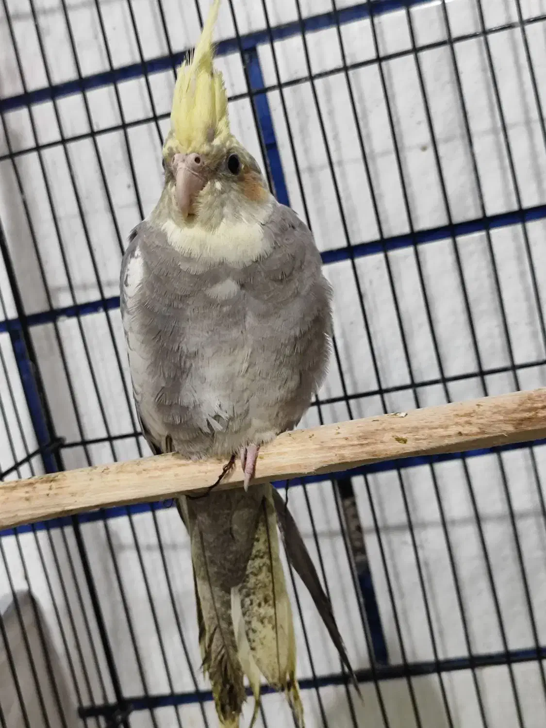 عروس هلندی|پرنده|دزفول, |دیوار