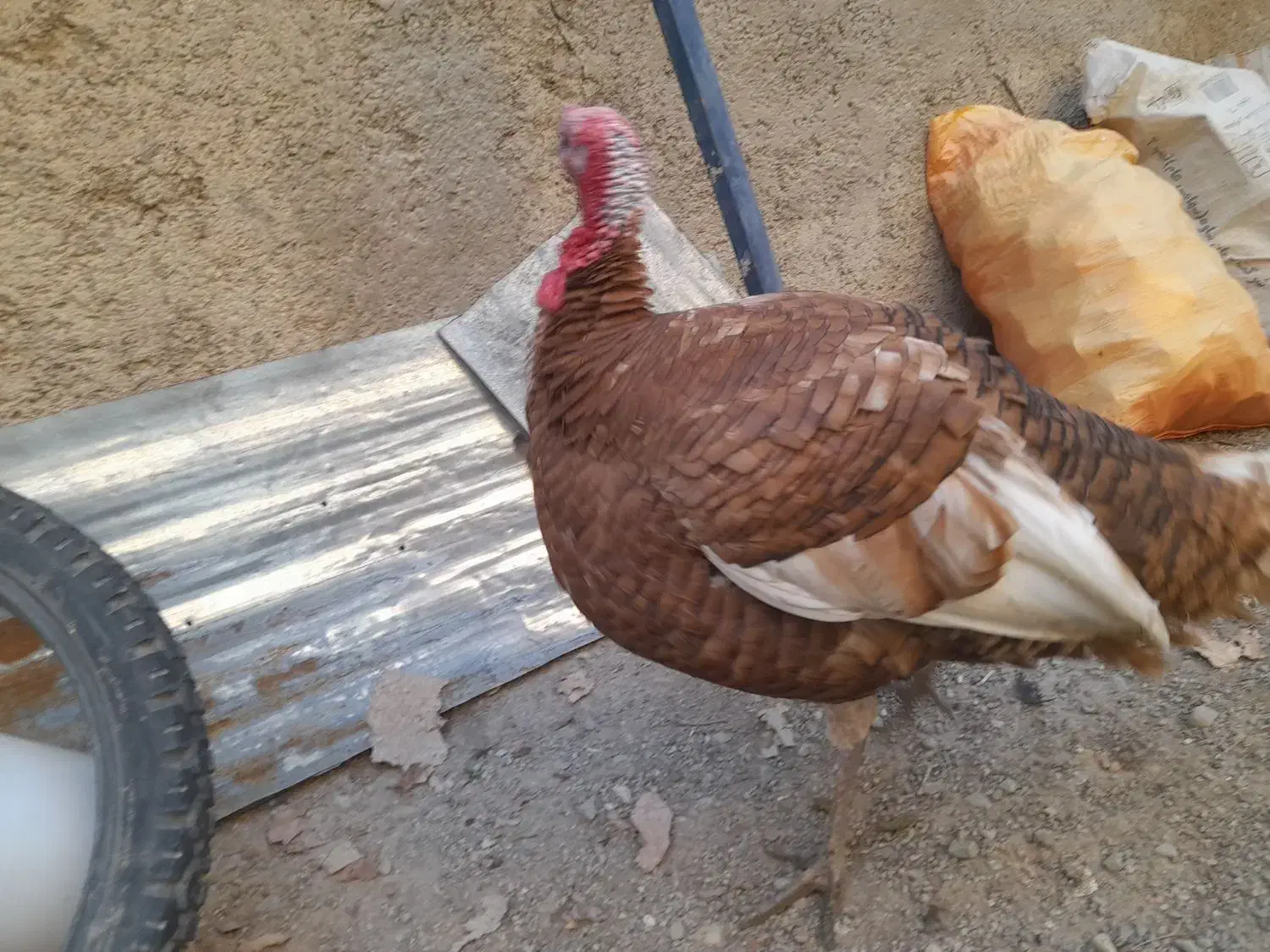 بوقلمون رسمی|حیوانات مزرعه|رباط‌کریم, الارد|دیوار